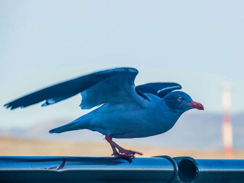 PÁSSARO EQUILIBRISTA