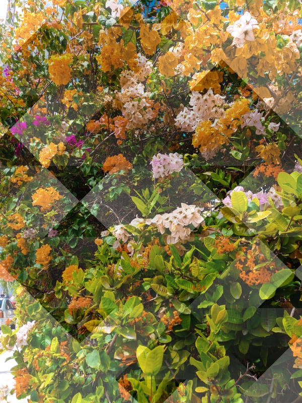 FLORES DA CIDADE LOSANGO