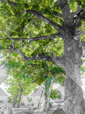 VERDE CUBOJANTE