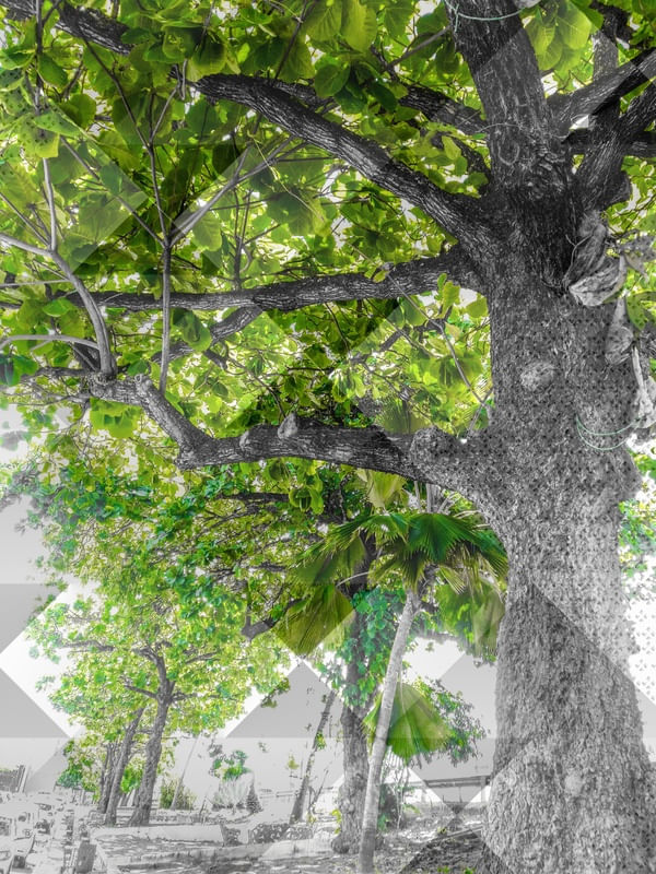 VERDE CUBOJANTE