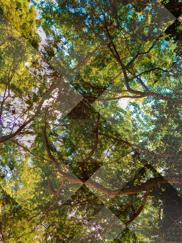 EFEITOS LUMINOSOS NAS FOLHAS