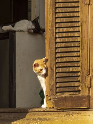 GATOS NA JANELA