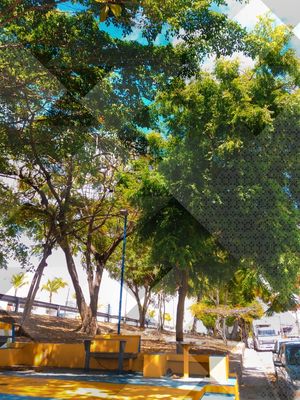 ARTE E NATUREZA NA CIDADE