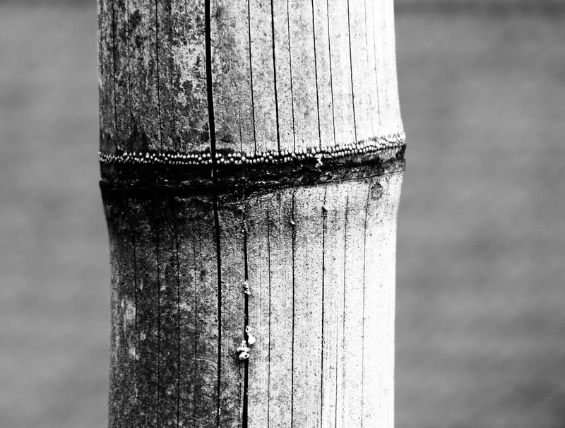 BAMBU II