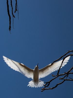 PÁSSARO EM NORONHA_02