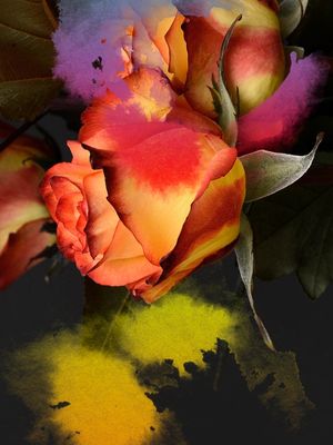 ROSE FLOR
