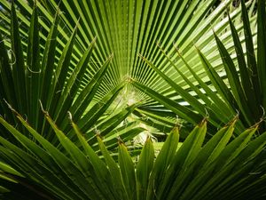 FOLHAGEM TROPICAL_EM