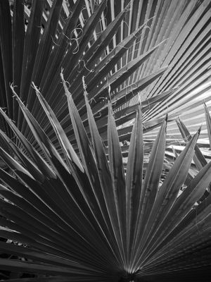 FOLHAGEM TROPICAL_3