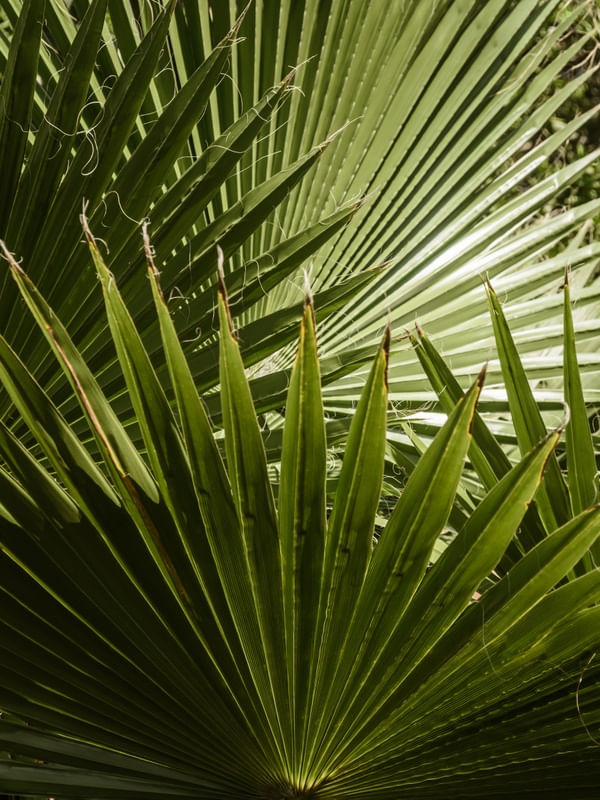 FOLHAGEM TROPICAL_4