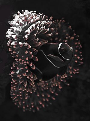 CORAL FISH