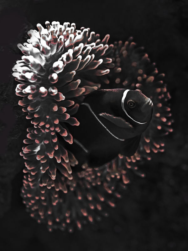 CORAL FISH
