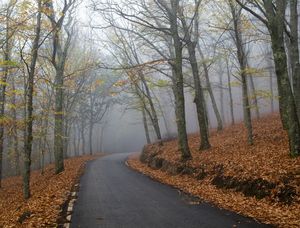 MISTY AUTUMN II