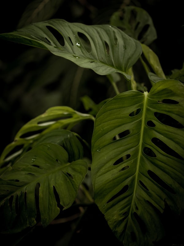 SERIE TERRA 1