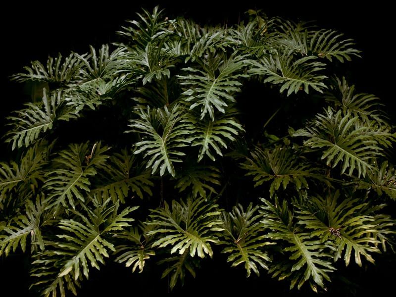 SERIE TERRA 4