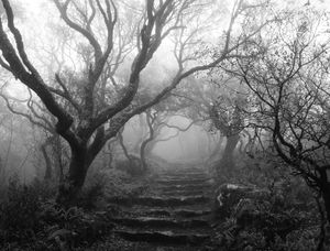 FLORESTA MISTERIOSA