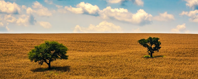 CAMPO DE TRIGO