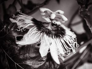 FLOR DE MARACUJÁ P&B