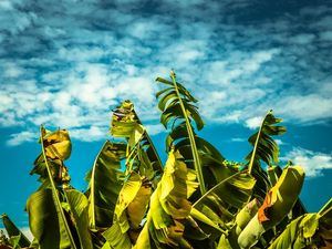 FOLHAS DE BANANAL
