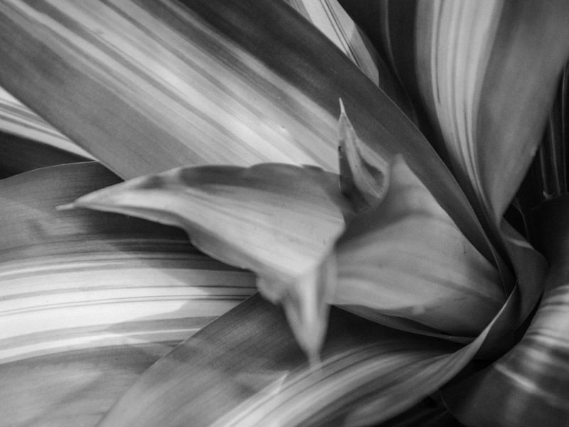 NATUREZA ABSTRATA_3