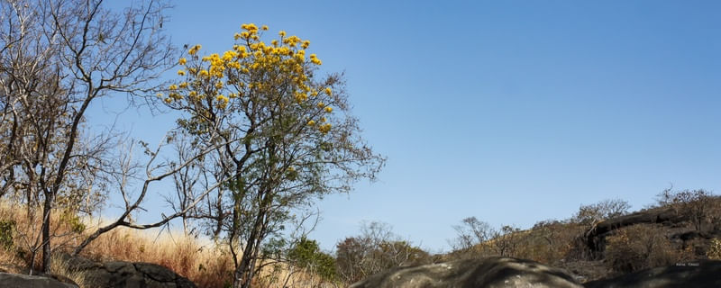 IPÊ AMARELO NO CERRADO