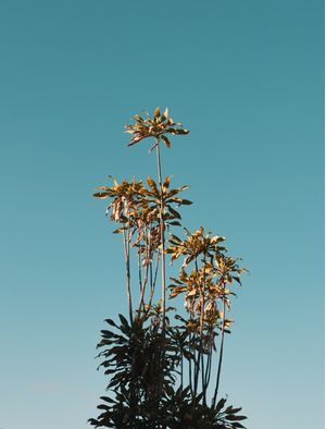 PHOTOSYNTHESIS