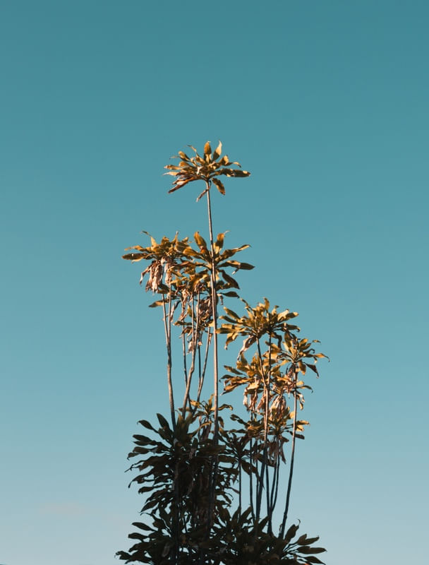 PHOTOSYNTHESIS