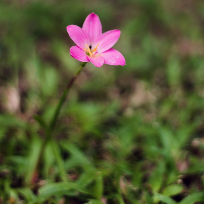MINIFLOR