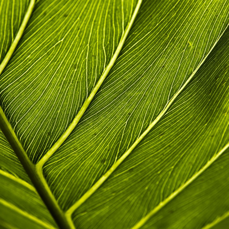 TEXTURAS DA NATUREZA I