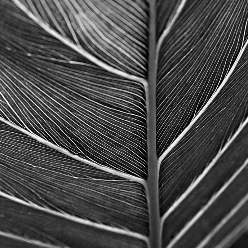TEXTURAS DA NATUREZA VI