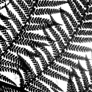 TEXTURAS DA NATUREZA VIII