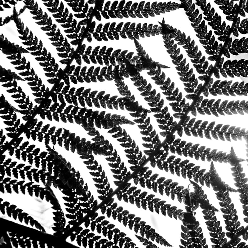 TEXTURAS DA NATUREZA VIII