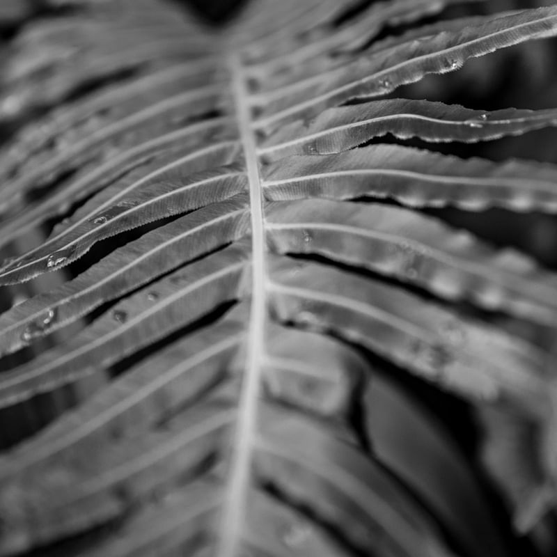 TEXTURAS DA NATUREZA XI