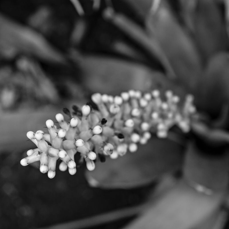 TEXTURAS DA NATUREZA XIV