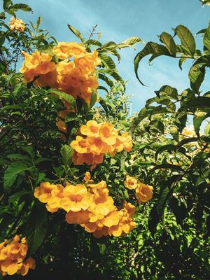 FLOR AMARELA