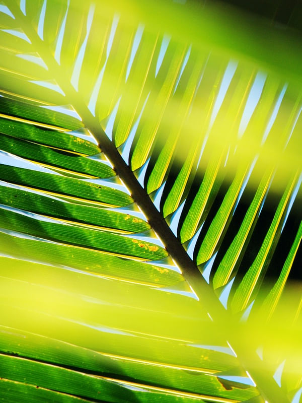 PALMEIRA V - FOTOGRAFIA ANDRÉ AMARAL