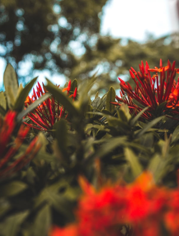 JARDIM EM FOCO