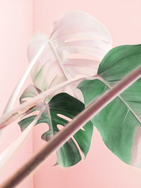 GLOWING PLANT