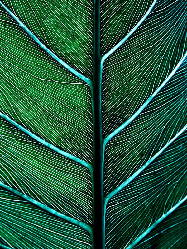 TEXTURAS DA NATUREZA XX