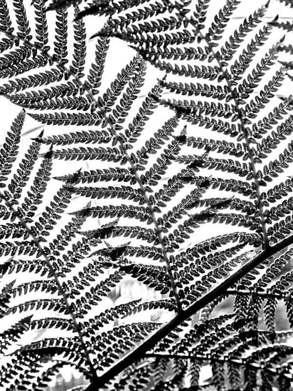 TEXTURAS DA NATUREZA XXI