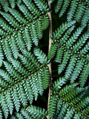 TEXTURAS DA NATUREZA XXII