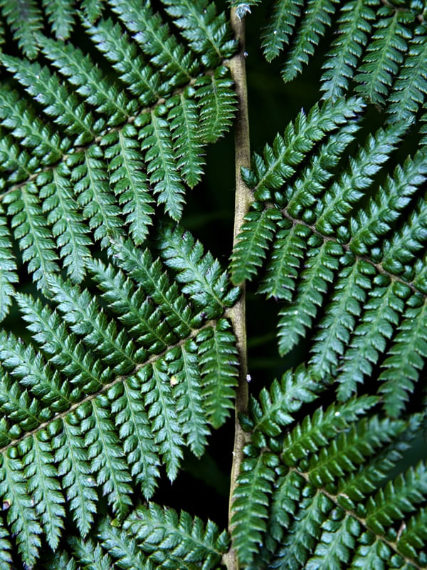 TEXTURAS DA NATUREZA XXII