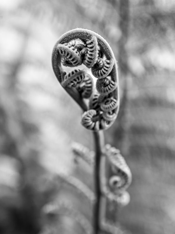 TEXTURAS DA NATUREZA XXIV