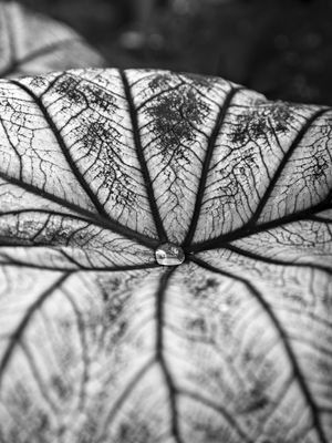 TEXTURAS DA NATUREZA XXIX