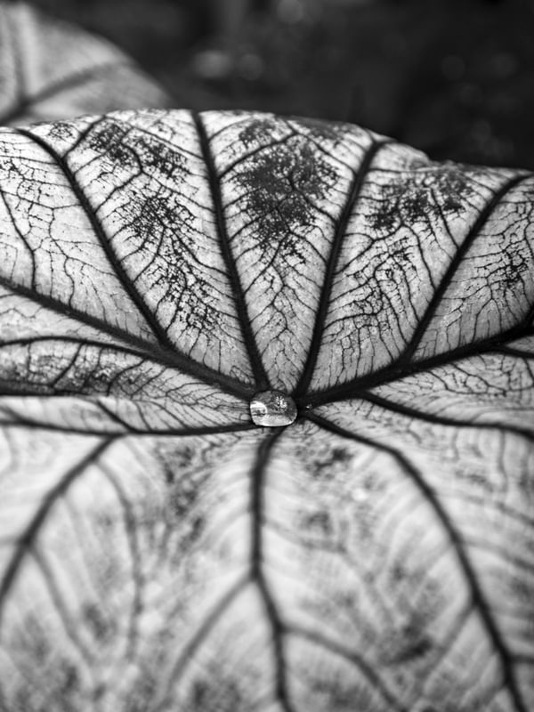 TEXTURAS DA NATUREZA XXIX