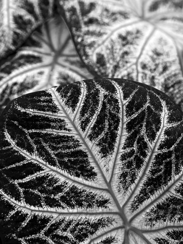 TEXTURAS DA NATUREZA XXXII