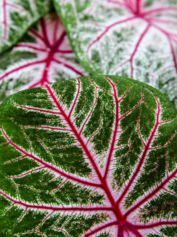 TEXTURAS DA NATUREZA XXXIII