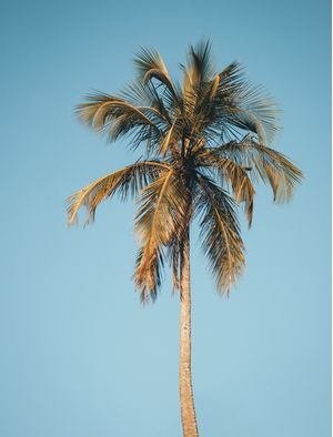 COQUEIRO DA ILHA II