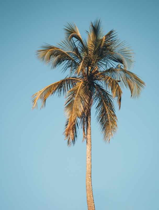 COQUEIRO DA ILHA II
