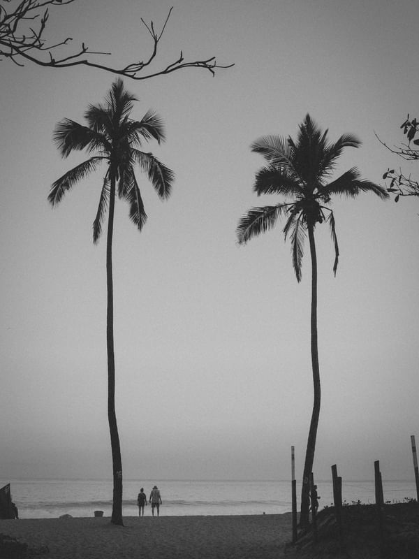 PALMEIRA EM IPANEMA