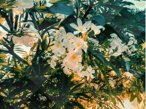 VETORES FLORAIS